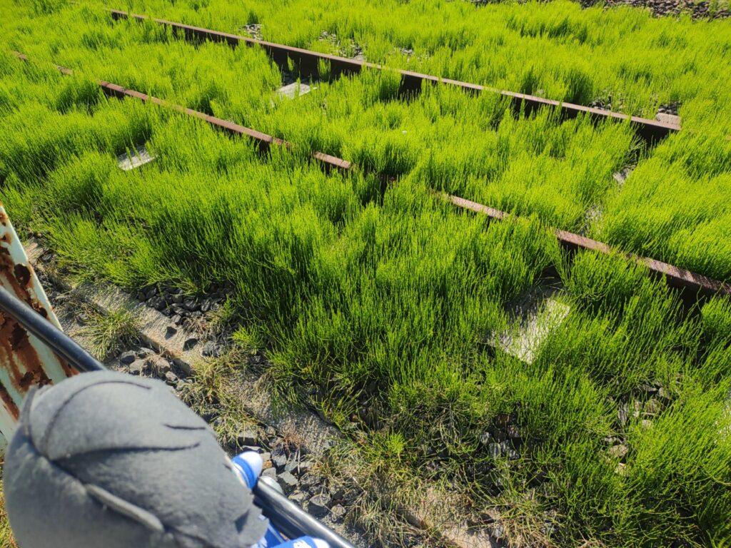 阿字ヶ浦 線路 草