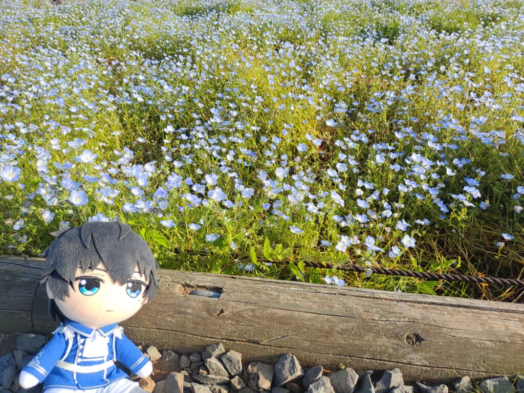 恭二ぬいとネモフィラ 恭二ぬいとネモフィラ