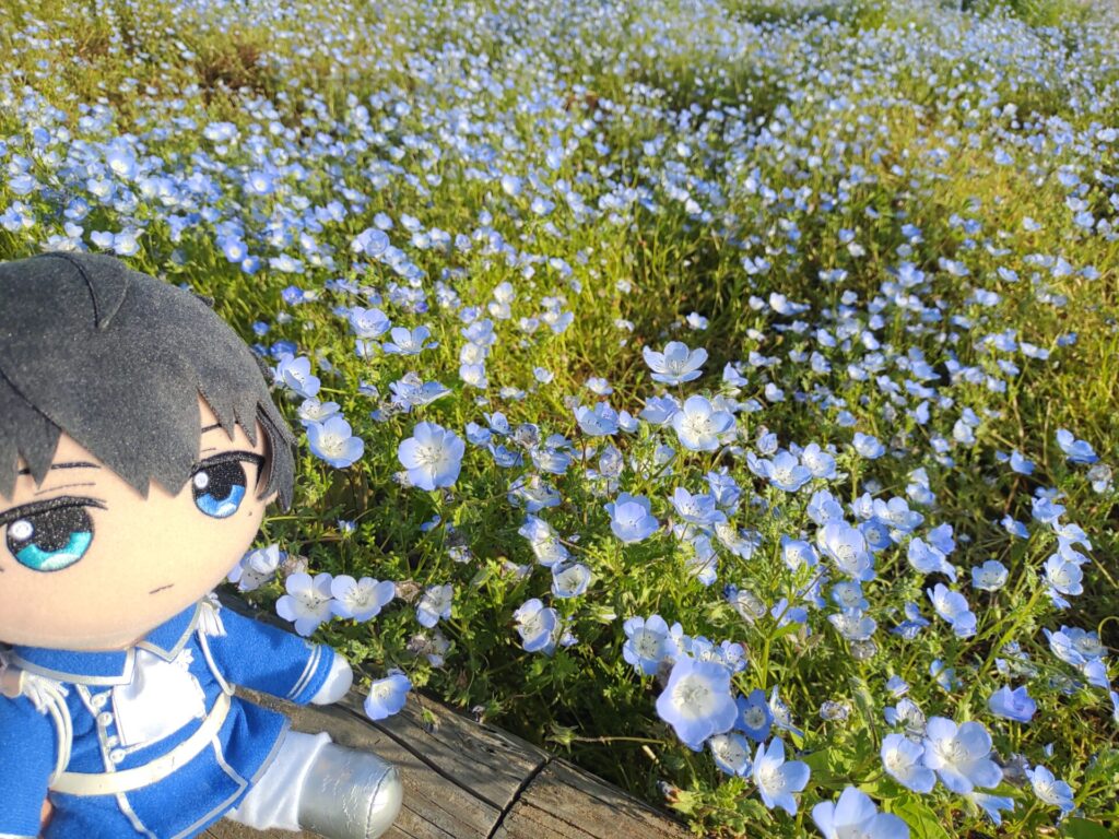 ひたち海浜公園 恭二ぬいとネモフィラ その2