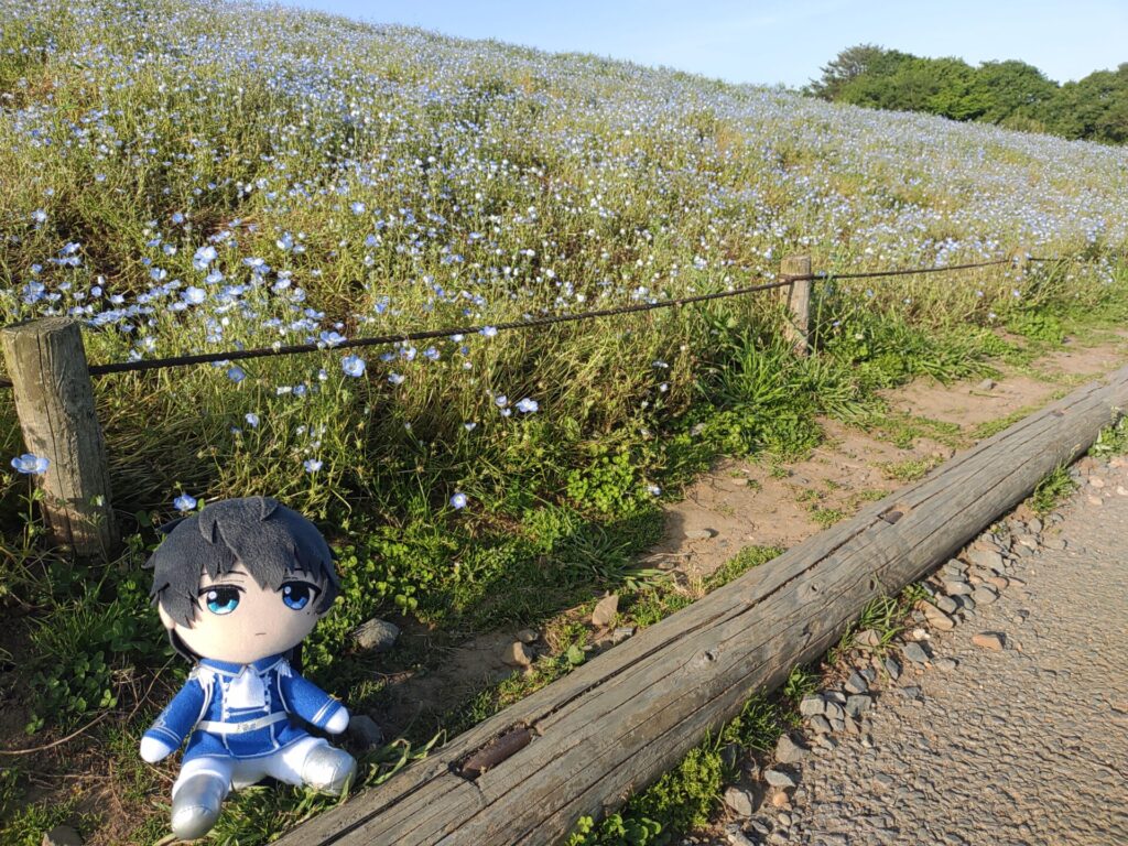 ひたち海浜公園 恭二ぬいとネモフィラ その3