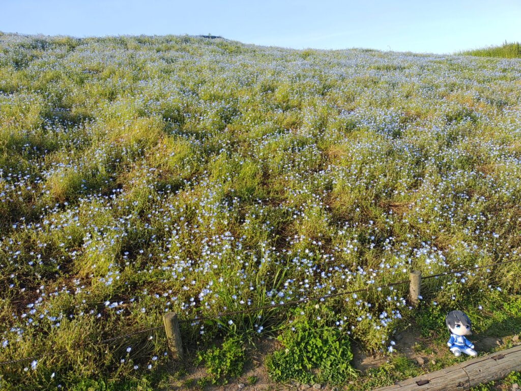 ひたち海浜公園 恭二ぬいとネモフィラ その4