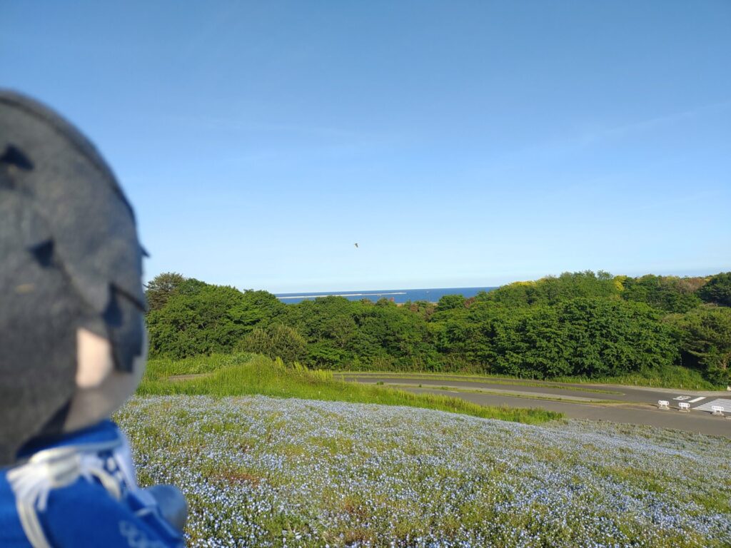 ネモフィラと阿字ヶ浦海岸
