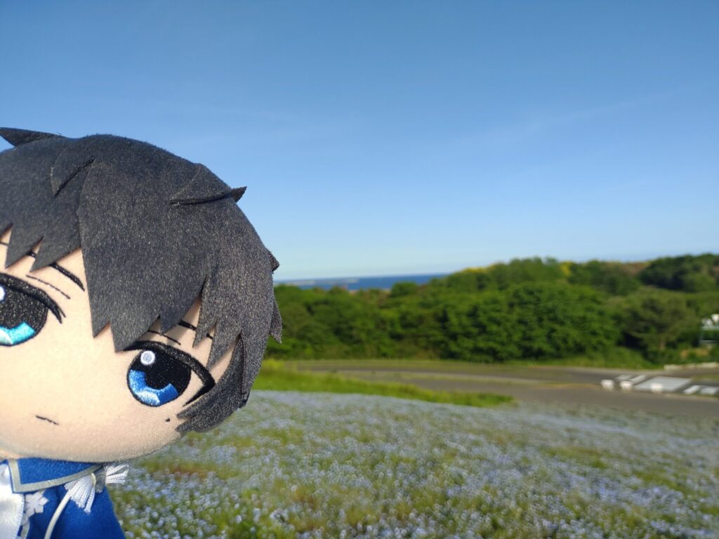 ひたち海浜公園 ネモフィラ